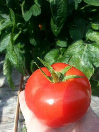 Zu Besuch im größten Glashaus Österreichs